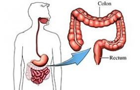 colon rectum.jpg